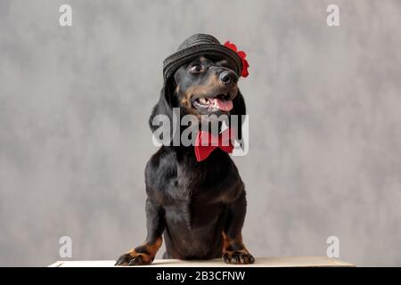 joli chien teckel avec chapeau et noeud papillon rouge assis et s'accrocher à la langue sur fond gris Banque D'Images