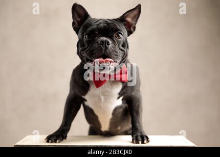 magnifique bouledog français portant une cravate debout sur les jambes arrière et en regardant la caméra sur fond gris Banque D'Images