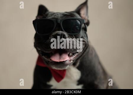 gros plan d'un badaass buldog français portant des lunettes de soleil assis et affamant à l'appareil photo sur fond gris Banque D'Images