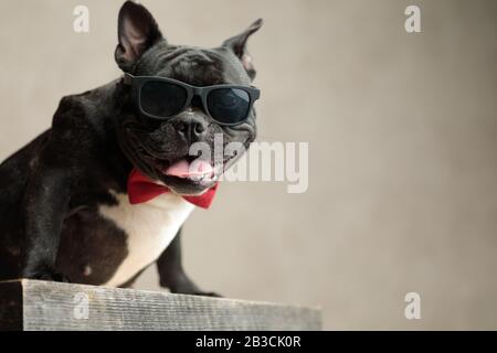 léger buldog français portant des lunettes de soleil assis et affamant à l'appareil photo sur fond gris Banque D'Images