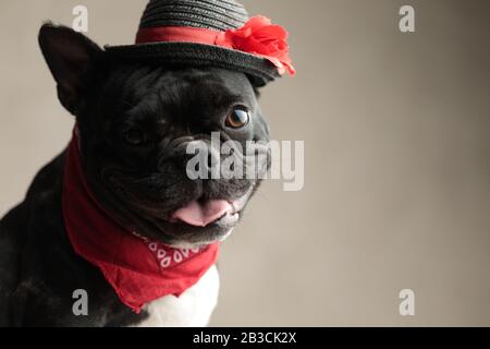 élégant boulochon français portant un chapeau assis et étoilé à l'appareil photo sur fond gris Banque D'Images