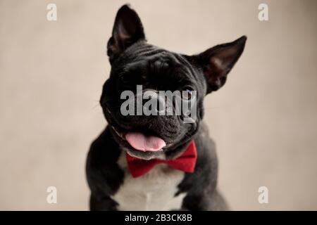 gros plan sur un adorable bouledog français portant une cravate au milieu de l'appareil photo sur fond gris Banque D'Images