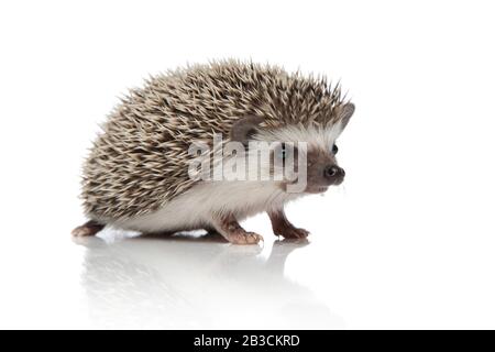 mignon hérisson africain marchant isolé sur fond blanc, corps entier Banque D'Images