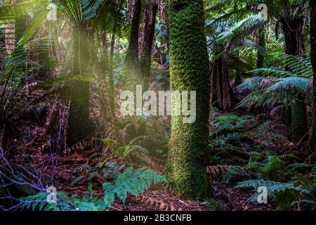 Rayon de lumière brillant sur le grand arbre de fougères dans la forêt tropicale australienne - Dandenong Ranges, Australie Banque D'Images