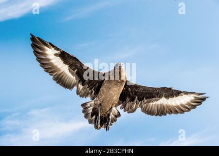 Super Skua en vol sur fond bleu ciel. Nom scientifique: Catharacta skua. Vue de dessous. Banque D'Images