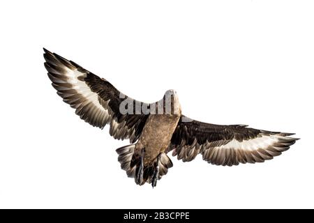 Super Skua en vol. Vue de dessous sur fond blanc. Nom scientifique: Catharacta skua. Banque D'Images