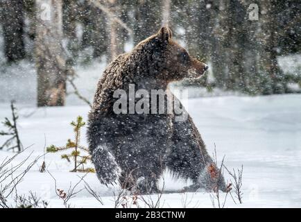 Ours brun sur la neige dans la forêt d'hiver. Vue de face. Chute De Neige. Nom scientifique: Ursus arctos. Habitat naturel. Saison d'hiver.