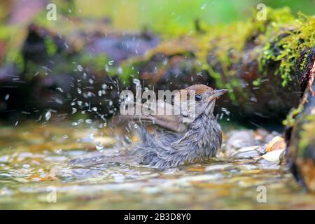 Blackcap (Sylvia atricapilla), femme, baignade dans les eaux peu profondes, Hesse, Allemagne Banque D'Images