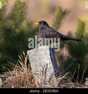 Blackbird (Turdus merula), homme, assis sur un monument, Tyrol, Autriche Banque D'Images