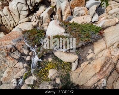 Arbre de genévrier en forme de vent (Juniperus) qui pousse entre les roches, arbre balayé par le vent, Sardaigne, Italie Banque D'Images