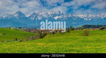 Pissenlit (Taraxacum sect. Ruderalia) au printemps, pré près de Rieden am Forggensee, Ostallgaeu, Allgaeu, Bavière, Allemagne Banque D'Images