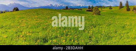 Pissenlit (Taraxacum sect. Ruderalia) au printemps, pré près de Rieden am Forggensee, Ostallgaeu, Allgaeu, Bavière, Allemagne Banque D'Images