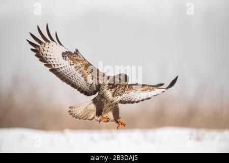 Steppe buzzard (Buteo buteo) sur l'approche, Hongrie Banque D'Images