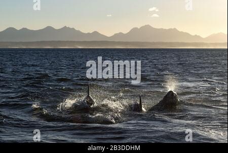 Dauphins, nager dans l'océan. Vue avant, rétroéclairé. Océan Atlantique. Baie de Mossel. Afrique Du Sud. Banque D'Images