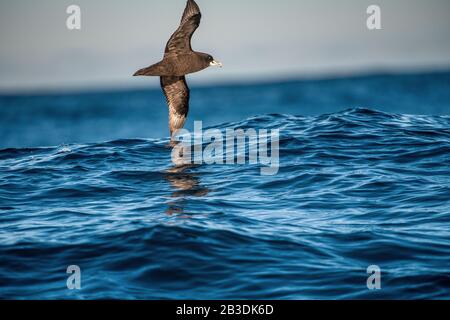 Petrel en vol. Le pétrel ou le Cape-hen blanc-chiné. Nom scientifique: Procellaria aequintialis. Afrique Du Sud. Banque D'Images