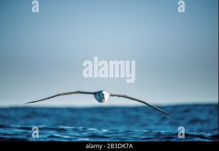 Albatros en vol, vue de face. Shy albatros ou shy mollymawk, nom scientifique : Thalassarche cauta. Banque D'Images