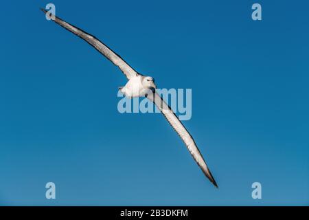 Albatros en vol, vue de face. Shy albatros ou shy mollymawk, nom scientifique : Thalassarche cauta. Banque D'Images