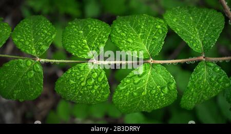 Bush raisin ou vigne sauvage à trois feuilles caryatide liana ivy plante brousse, cadre nature bordure de jungle isolée sur fond blanc Banque D'Images