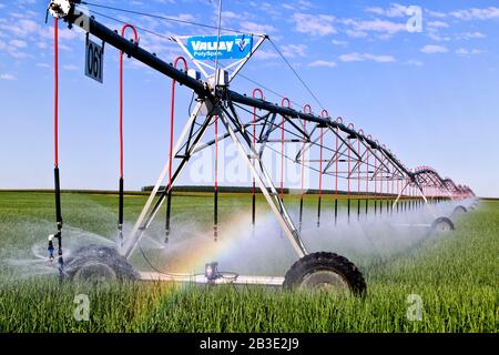 Irrigation à pivot central opérant dans le champ d'oignon de Walla Walla 'Allium cesp', plantation de peuplier hybride en arrière-plan. Banque D'Images