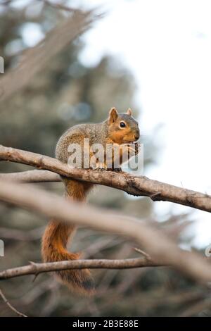 Écureuil manger Des Noix dans un arbre haut et Être Sneaky Banque D'Images