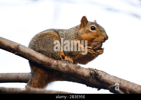 Écureuil manger Des Noix dans un arbre haut et Être Sneaky Banque D'Images