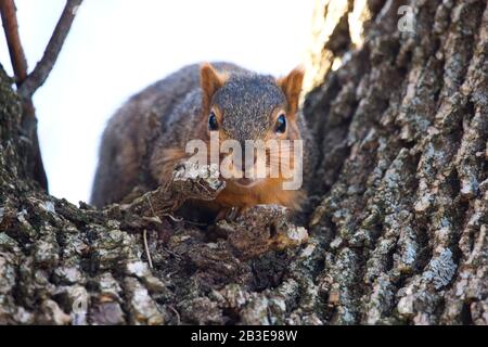 Écureuil sur Alert Hiding dans un arbre Banque D'Images