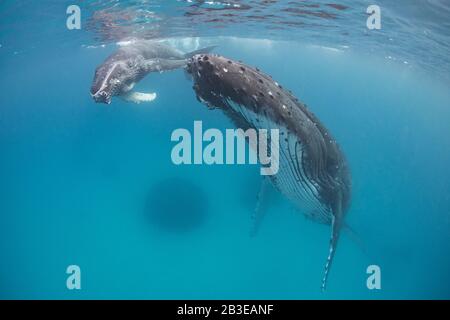 Mère et veau de baleine à bosse, Megaptera novaeangliae, près de l'île Nomuka, groupe Ha'apai, Royaume des Tonga, Pacifique Sud Banque D'Images