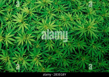 Plantes et feuilles vertes vibrantes pour l'industrie des loisirs et de la marijuana à des fins médicales à l'intérieur Banque D'Images