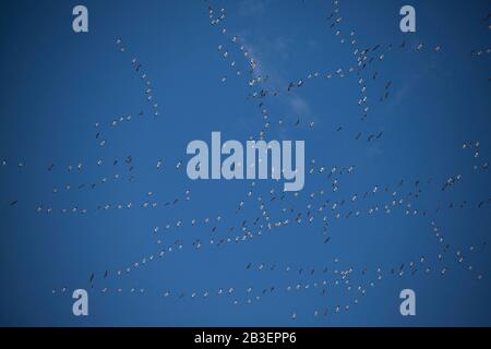 Troupeaux de Geese Migrating dans le Midwest Banque D'Images