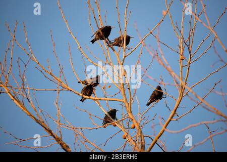 Troupeau de Starlings Perché dans un arbre Pendant la migration au printemps Banque D'Images