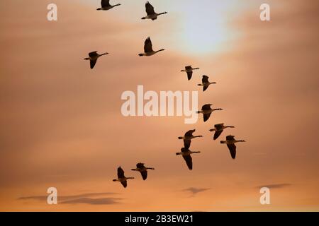 Oies Flock Flying Au Coucher Du Soleil Pendant La Migration Banque D'Images