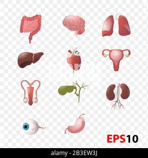 Illustration de l'ensemble Anatomie Des Organes internes humains Illustration de Vecteur