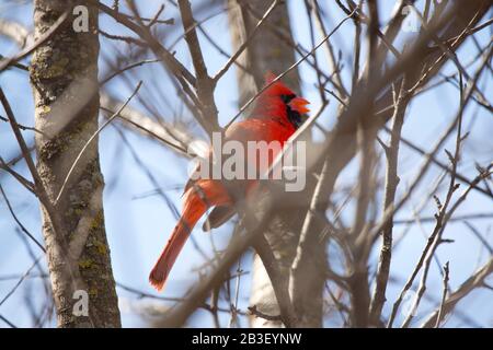 Cardinal mâle rouge dans un arbre Chantant pour une contrainte Banque D'Images