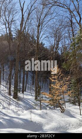 Un sentier de randonnée enneigé à travers une forêt mixte avec un petit arbre accroché à ses feuilles au premier plan. Banque D'Images