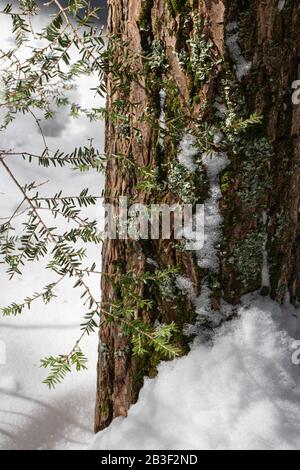 Aiguilles ververtes délicates tombant le long d'un épais tronc d'arbre rugueux avec de la neige à la base Banque D'Images