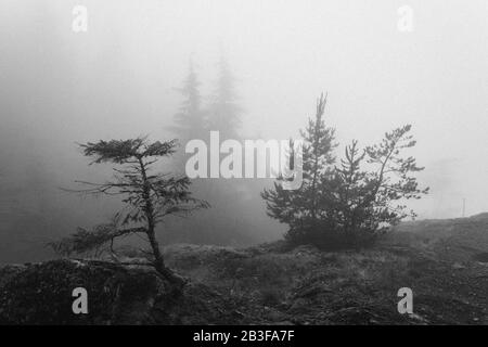 Bowen Island Foggy Trees Banque D'Images