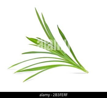 Feuilles de pandan vert frais isolées sur fond blanc. Banque D'Images