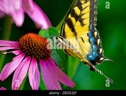 Gros plan d'un papillon à queue d'aronde de tigre de l'est (Papilio glaucus) se nourrissant du nectar d'un coneflaire violet (Echinacea purpurea). Copier l'espace. Banque D'Images