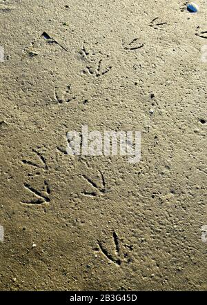 Empreintes d'oiseaux sur une plage de sable humide. Banque D'Images