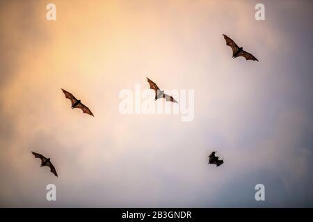 Un troupeau de chauves-souris aux fruits dans le ciel du coucher du soleil. Le petit renard volant, le renard volant de l'île ou le renard volant variable (Pteropus hypomelanus), la chauve-souris à fruits . Chauve-souris FOX fl Banque D'Images