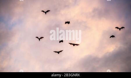 Un troupeau de chauves-souris aux fruits dans le ciel du coucher du soleil. Le petit renard volant, le renard volant de l'île ou le renard volant variable (Pteropus hypomelanus), la chauve-souris à fruits . Chauve-souris FOX fl Banque D'Images