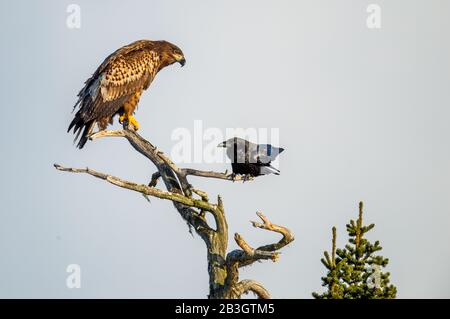 Raven et aigle à queue blanche sur l'arbre. Nom scientifique : Haliaetus albicilla, Ern, erne, aigle gris, aigle eurasien et aigle à queue blanche Banque D'Images