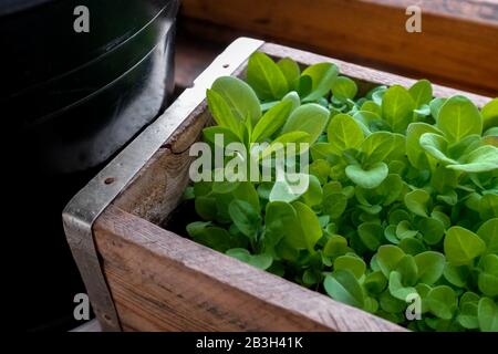 Plantules de Petunia dans une boîte en bois. Jeunes pousses de fleurs. Petunia est cultivé à partir de graines Banque D'Images