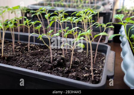 Tomates dans un récipient. Plantules. Jeunes plantes vertes sur le balcon. Banque D'Images