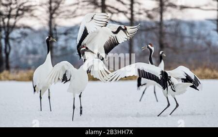 La danse des grues. Le rituel de la danse de mariage de grues. La grue à couronne rouge. Nom scientifique : Grus japonensis, également appelé la grue japonaise ou Manchu Banque D'Images