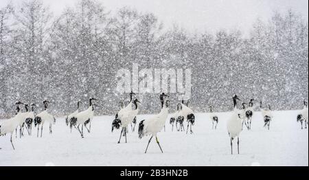 Grues Japonaises en neige. La grue à couronne rouge. Nom scientifique : Grus japonensis, également appelé la grue japonaise ou grue de Mandchourie, est un grand E Banque D'Images