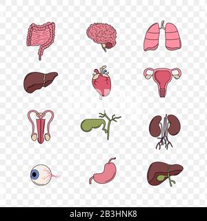 Illustration des Organes internes humains ensemble de styles plats Anatomie défini réaliste isolé sur fond blanc. Élément de conception pour les soins de santé, la médecine, Illustration de Vecteur