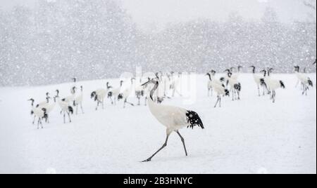 Grues Japonaises en neige. La grue à couronne rouge. Nom scientifique : Grus japonensis, également appelé la grue japonaise ou grue de Mandchourie, est un grand E Banque D'Images