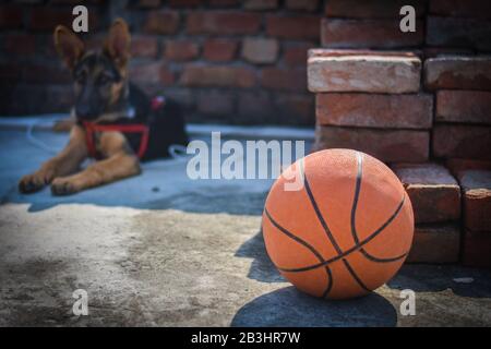 Un chiot berger allemand derrière le basket-ball rouge et le basket-ball sur le sol Banque D'Images