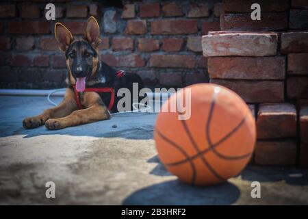 Un chiot berger allemand derrière le basket-ball rouge et le basket-ball sur le sol Banque D'Images